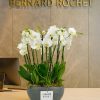 Luxury orchid arrangement in white ceramic pot – Bernard Rochet London