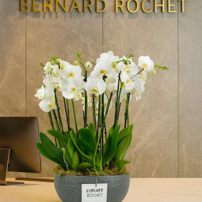 Luxury orchid arrangement in white ceramic pot – Bernard Rochet London