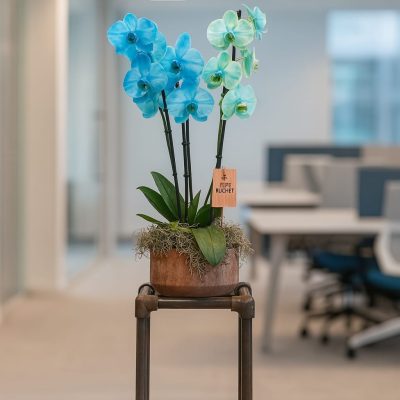 Blue phalaenopsis orchid arrangement in artisan pot by Bernard Rochet, Chelsea London