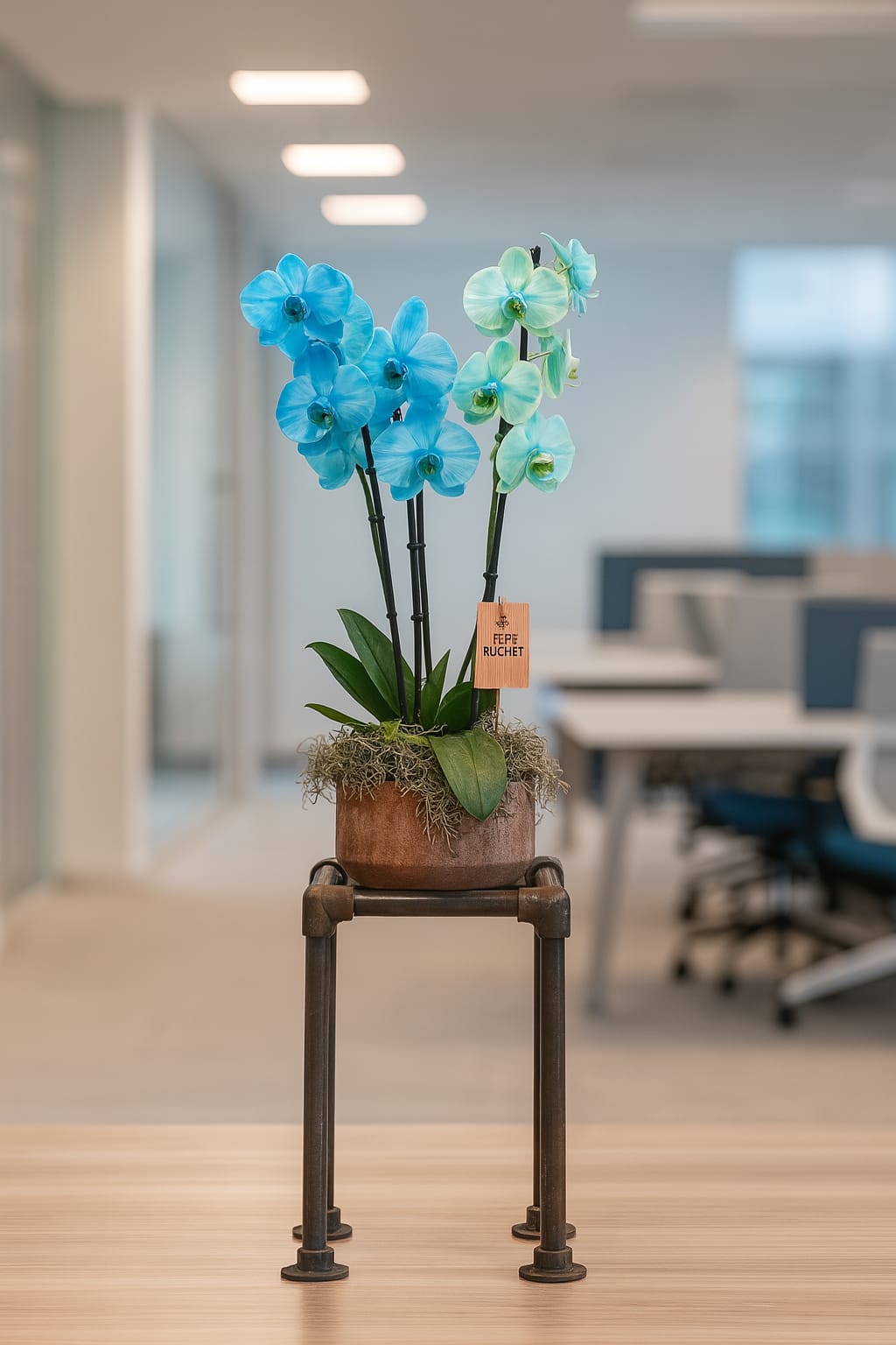 Blue phalaenopsis orchid arrangement in artisan pot by Bernard Rochet, Chelsea London