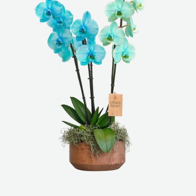 Blue phalaenopsis orchid arrangement in artisan pot by Bernard Rochet, Chelsea London