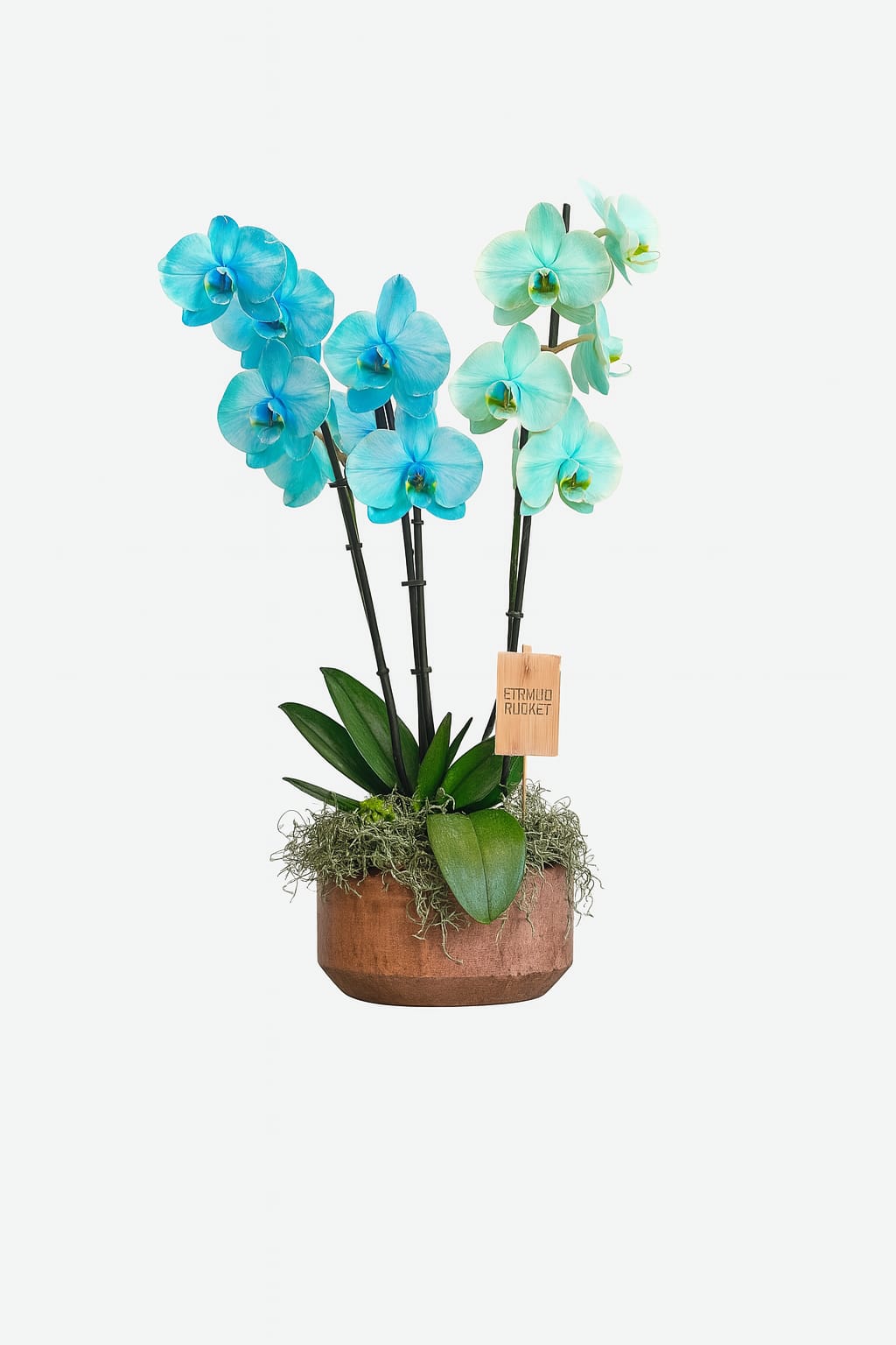 Blue phalaenopsis orchid arrangement in artisan pot by Bernard Rochet, Chelsea London