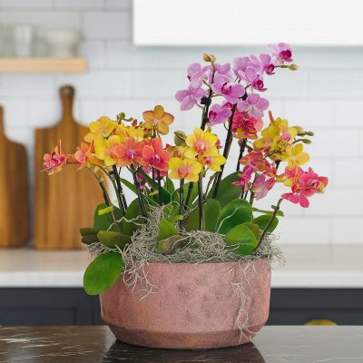 Vibrant miniature orchid bowl with 12 mixed colour stems in ceramic pot – Bernard Rochet London