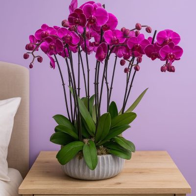 Pink orchid in a ribbed ceramic pot on a wooden table against a pastel backdrop