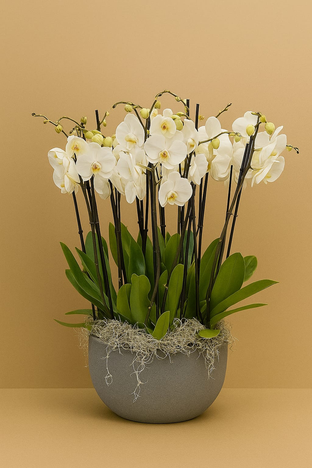 Tall Orchid Arrangement by Bernard Rochet