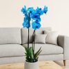 Blue Orchid Tower Plant – Bernard Rochet London