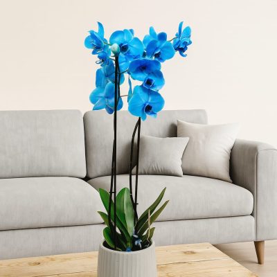 Blue Orchid Tower Plant – Bernard Rochet London