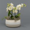 Miniature white orchid arrangement in a small ceramic pot with moss – Elegant Bloom by Bernard Rochet