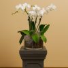 Miniature orchid arrangement in a short clear glass vase with Spanish moss – Chelsea Glass Orchid by Bernard Rochet