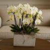 Miniature White and Lime Orchid Cluster in Ceramic Pot – Bernard Rochet London