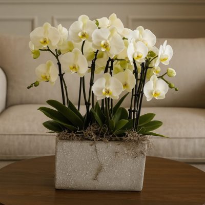 Miniature White and Lime Orchid Cluster in Ceramic Pot – Bernard Rochet London