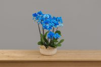 Blue orchid arrangement in ceramic pot – limited edition Mayfair collection by Bernard Rochet London