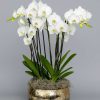 White orchid arrangement in silver bowl – luxury Phalaenopsis display London