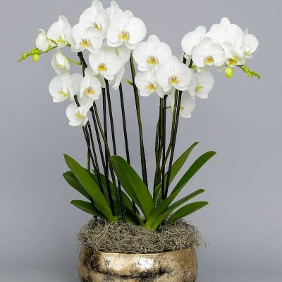 White orchid arrangement in silver bowl – luxury Phalaenopsis display London