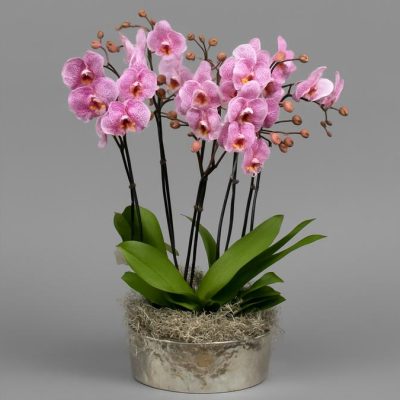 Luxury Pink Orchid Arrangement in Silver Pot | London