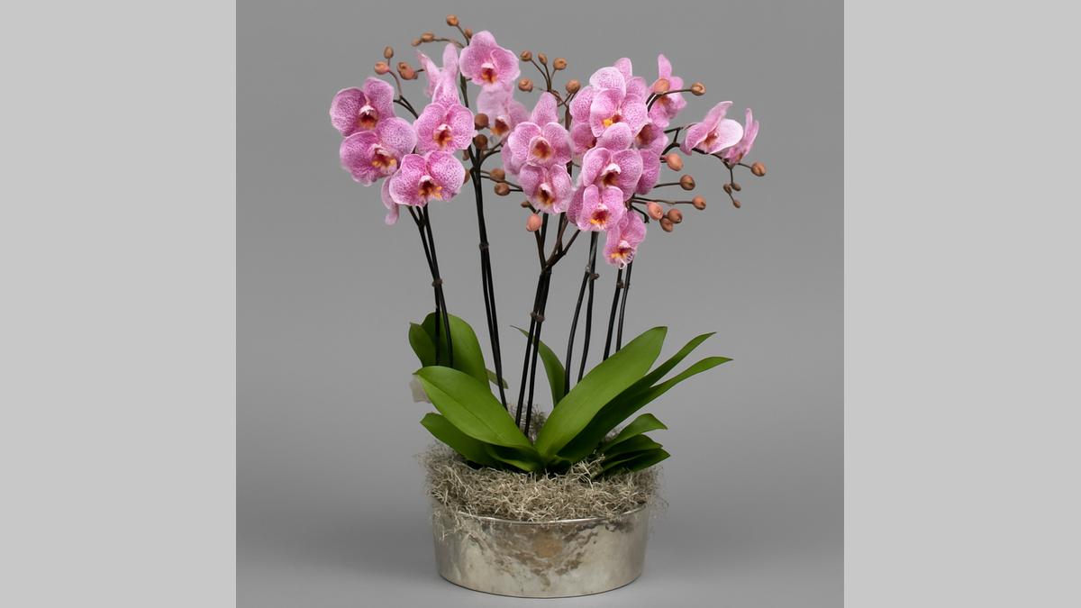 Luxury Pink Orchid Arrangement in Silver Pot | London