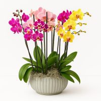 Phalaenopsis Care Guide | Chelsea Orchid Delivery London