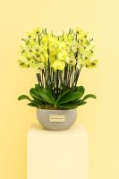 best orchids for London homes