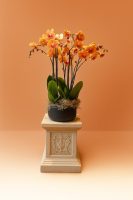 orchid arrangements for hotels London