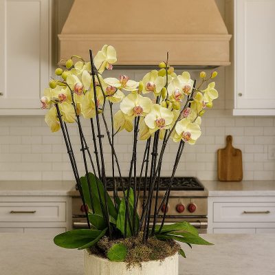 LARGE ORCHID ARRANGEMENT YELLOW