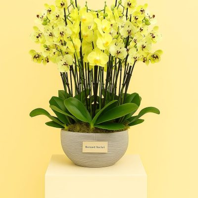 Deluxe Yellow Orchid Arrangement in Ceramic Pot – Bernard Rochet London