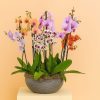 Deluxe Orchid Arrangement Mix London – Bernard Rochet