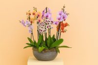 Luxury orchids from the Middle East delivered to London – Bernard Rochet