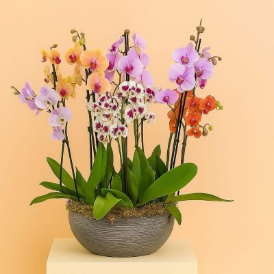 Deluxe Orchid Arrangement Mix London – Bernard Rochet