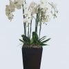 Luxury white orchid arrangement with 8 Phalaenopsis stems in a tall black fiberglass planter by Bernard Rochet London.