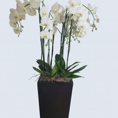 Luxury white orchid arrangement with 8 Phalaenopsis stems in a tall black fiberglass planter by Bernard Rochet London.