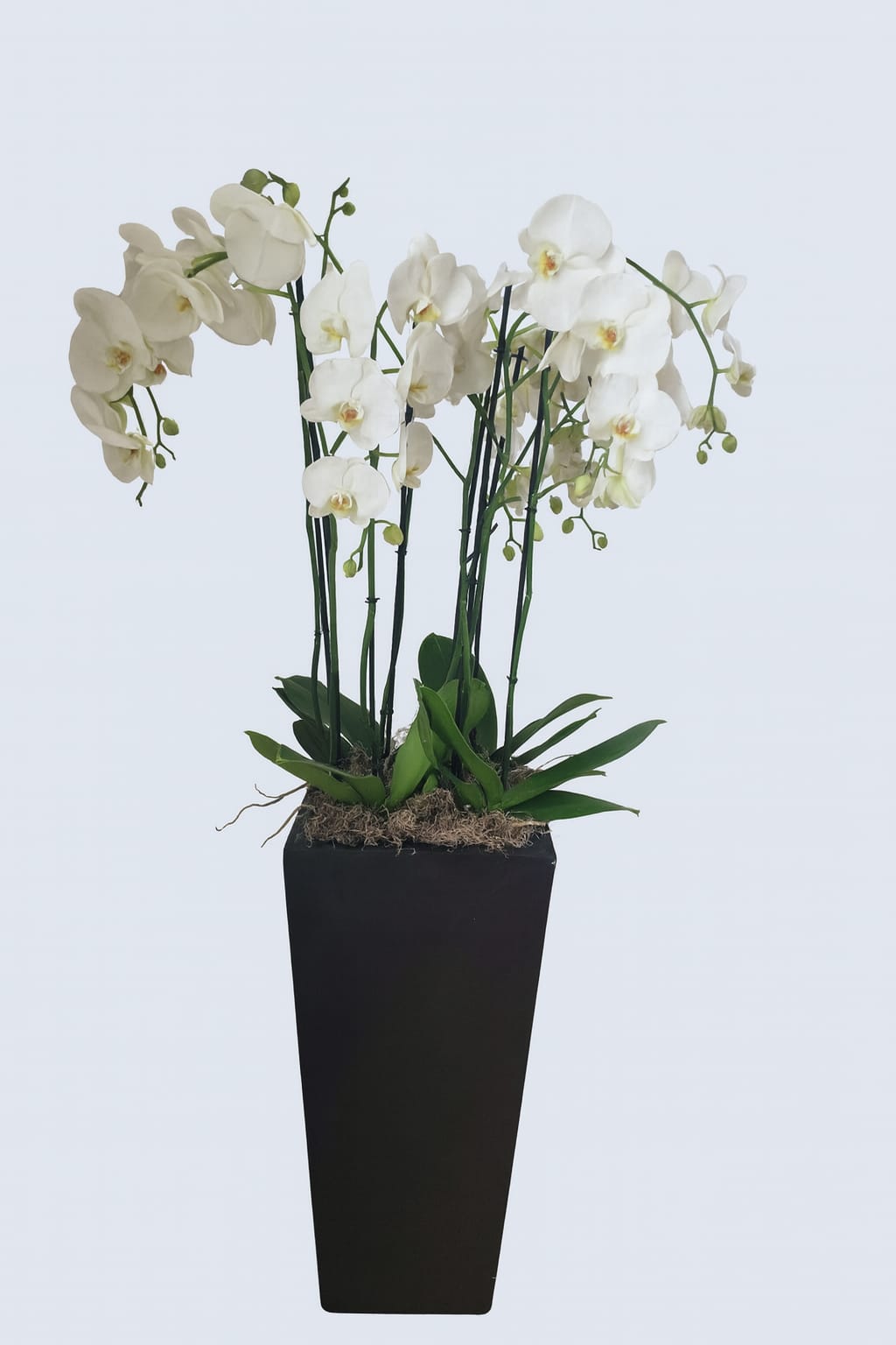 Luxury white orchid arrangement with 8 Phalaenopsis stems in a tall black fiberglass planter by Bernard Rochet London.