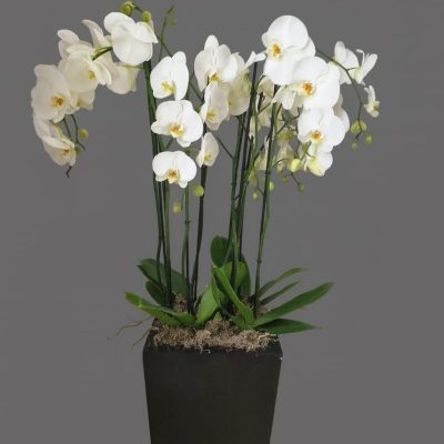 Luxury orchid decoration London – white orchids in planter