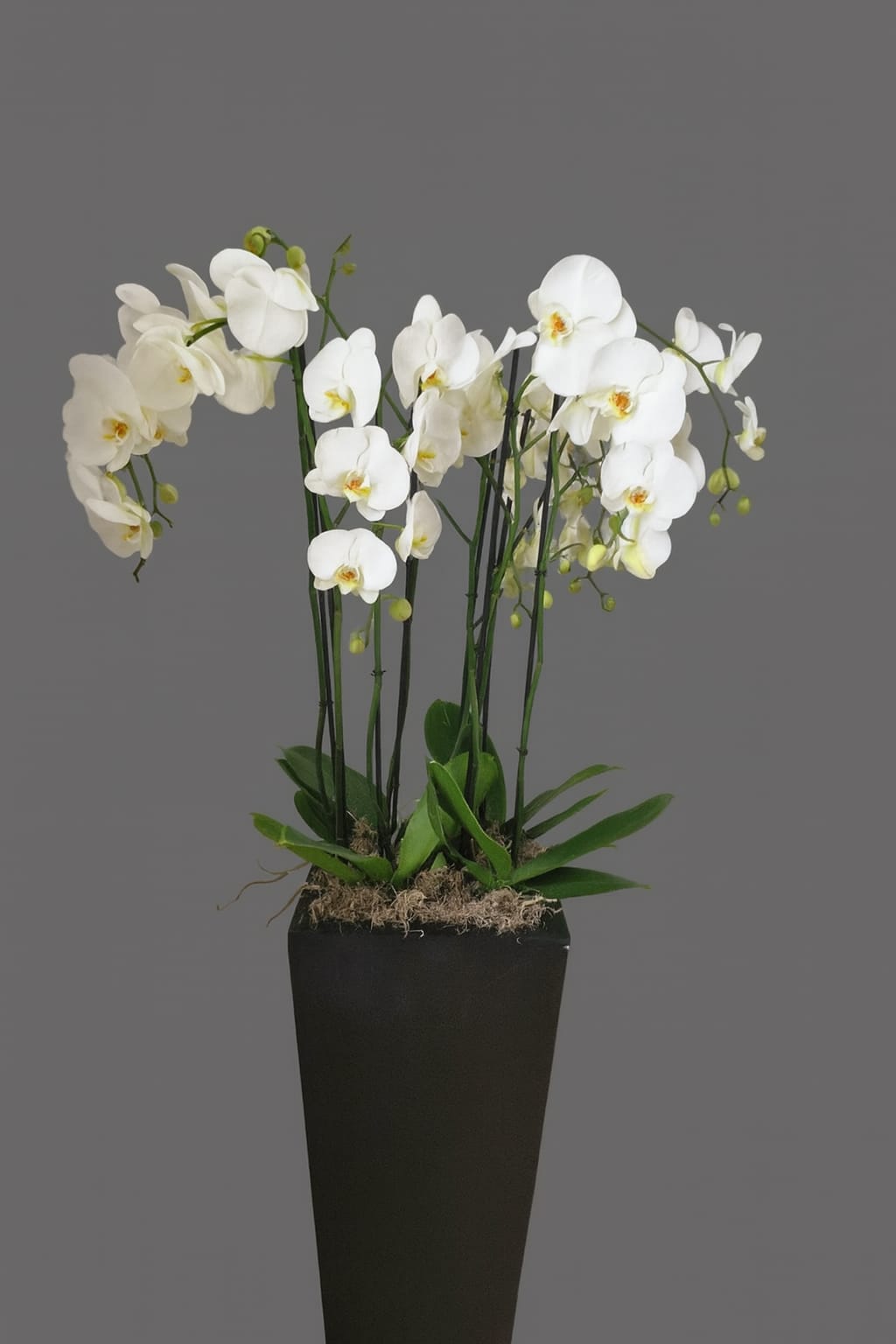 Luxury orchid decoration London – white orchids in planter