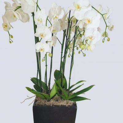 Tall orchid arrangement with 8 white stems – Bernard Rochet London