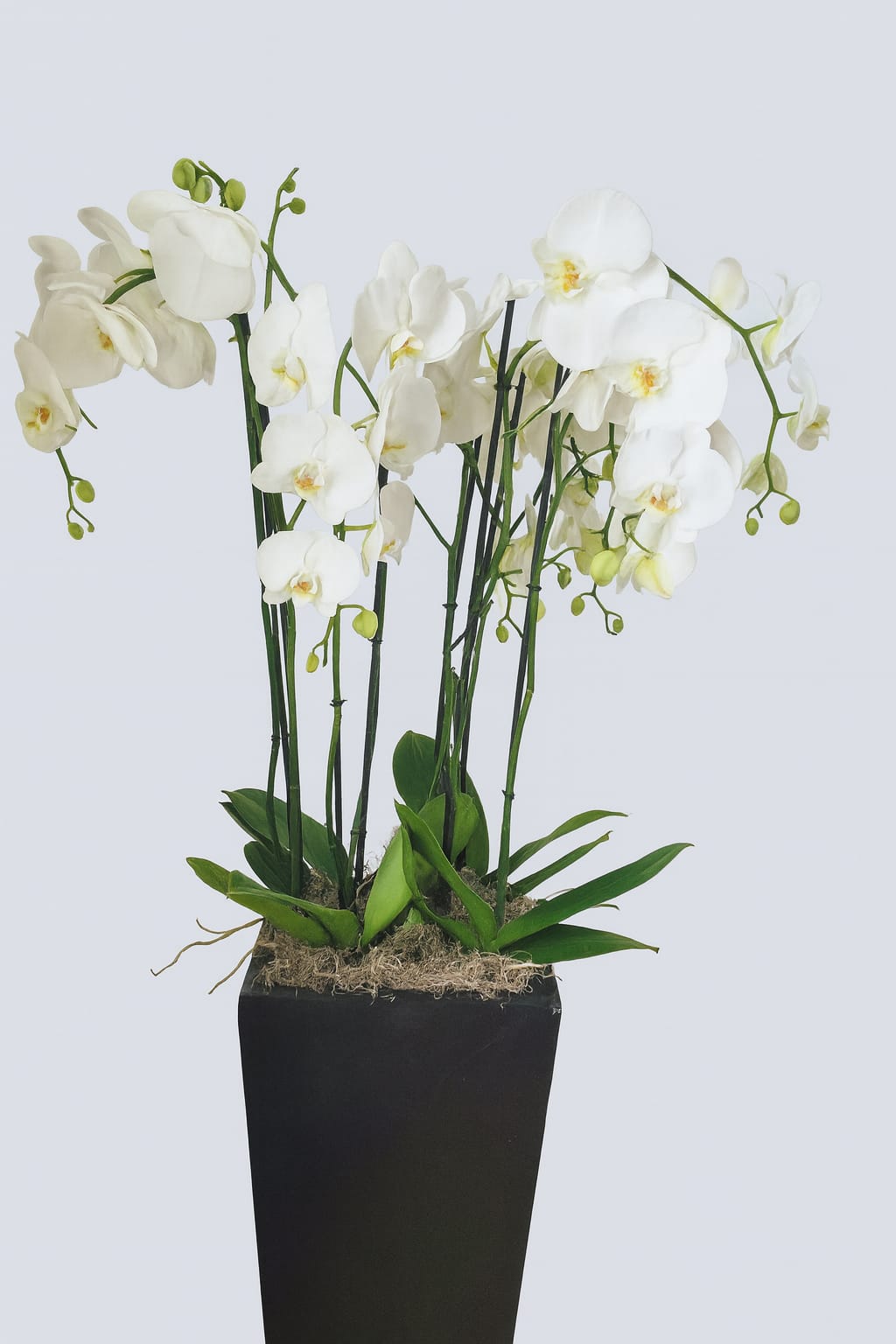 Tall orchid arrangement with 8 white stems – Bernard Rochet London