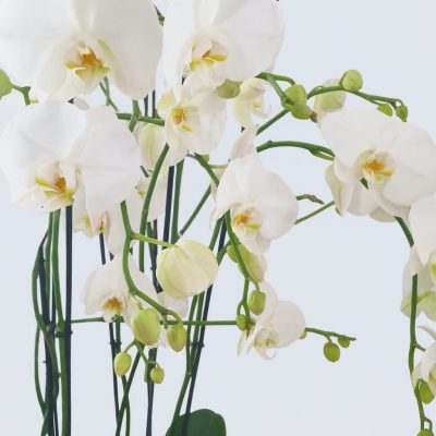 White Phalaenopsis orchid display in fiberglass planter London