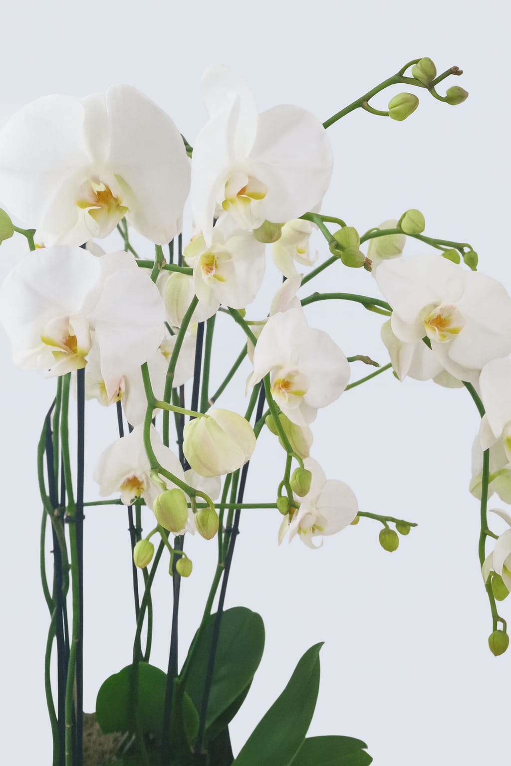 White Phalaenopsis orchid display in fiberglass planter London