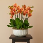 Deluxe Orange Orchid Arrangement London – Bernard Rochet Luxury Orchids