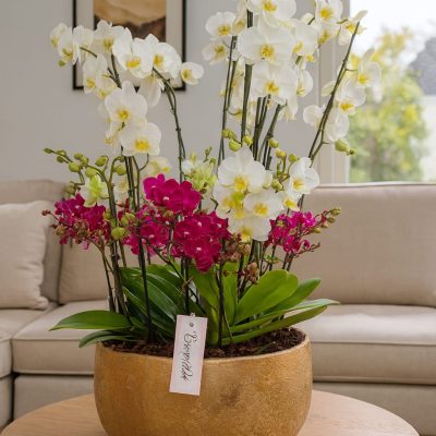 Designer orchid arrangement London in gold pot