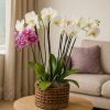 Luxury orchid arrangement in natural basket – Bernard Rochet orchid specialist London
