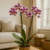 Pink orchid plant in basket – luxury orchid arrangement in London