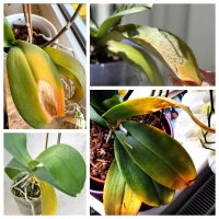 Yellow orchid leaves on a healthy Phalaenopsis orchid