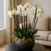 Luxury white orchid arrangement in a black planter