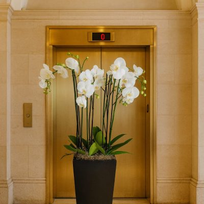 Signature Orchid Designs